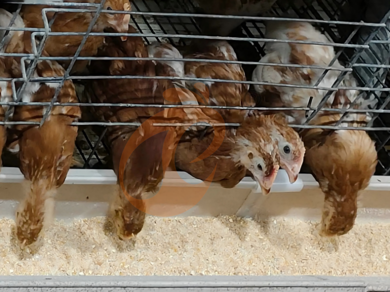 Semi Automatic A Frame Brooder Battery Cage System