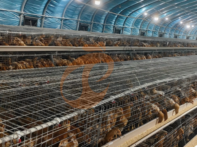 Semi Automatic A Frame Brooder Battery Cage System