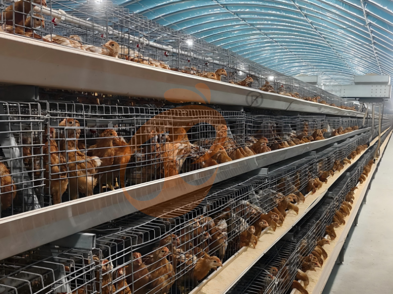 Semi Automatic A Frame Brooder Battery Cage System