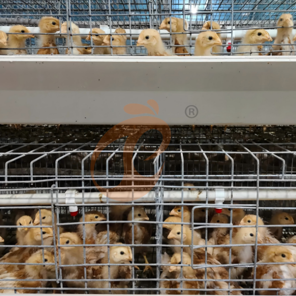 layer battery cage system (7)
