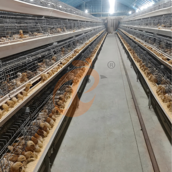 layer battery cage system (19)