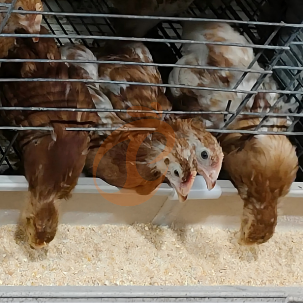 layer battery cage system (20)