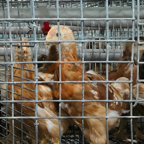 layer battery cage system (24)