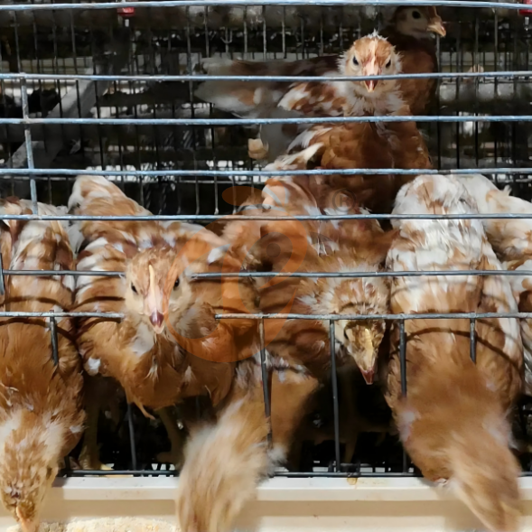 layer battery cage system (25)