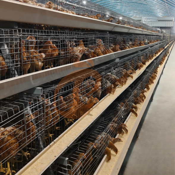 layer battery cage system (28)