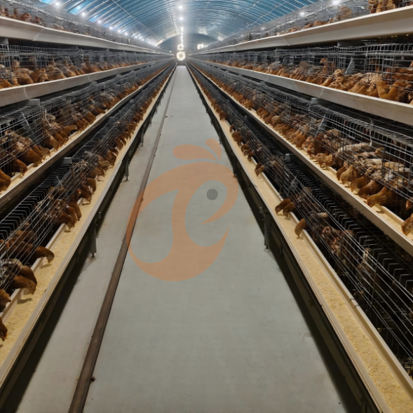 layer battery cage system (29)