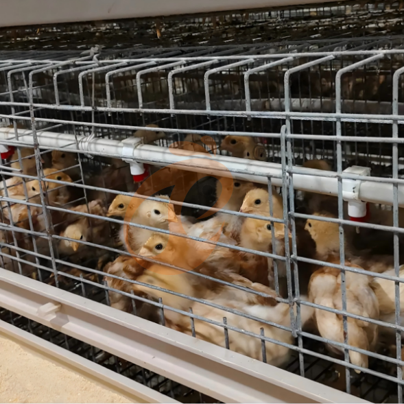 layer battery cage system (33)