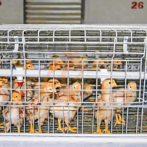 battery cage system (1)