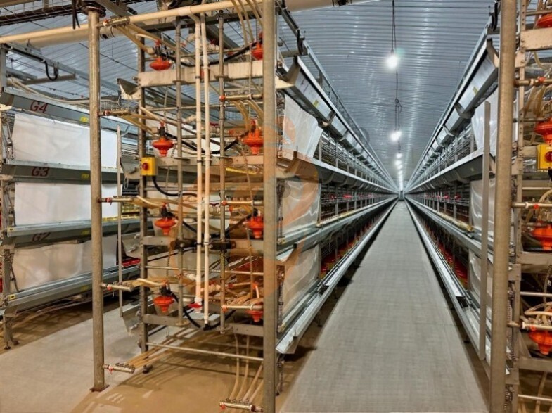 Automatic H Frame Brooder Battery Cage System
