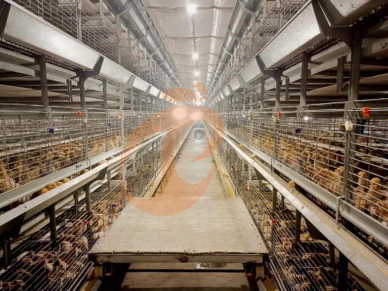 Automatic H Frame Brooder Battery Cage System