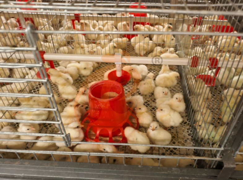 Automatic H Frame Brooder Battery Cage System