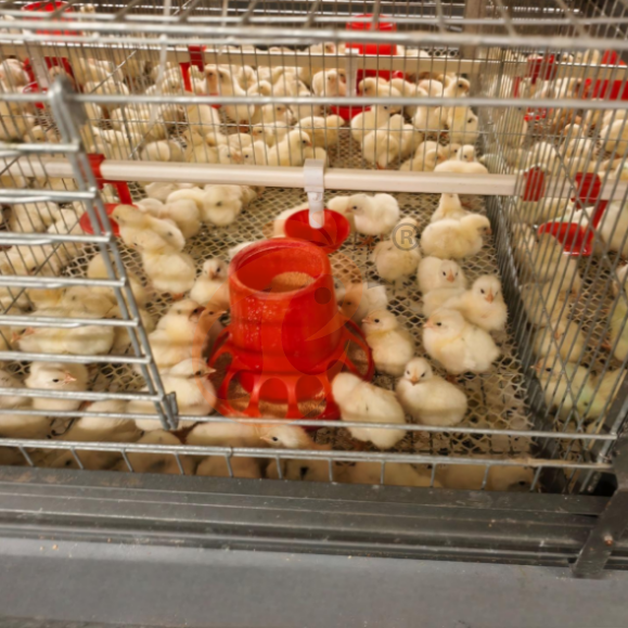brooder battery cage system (11)