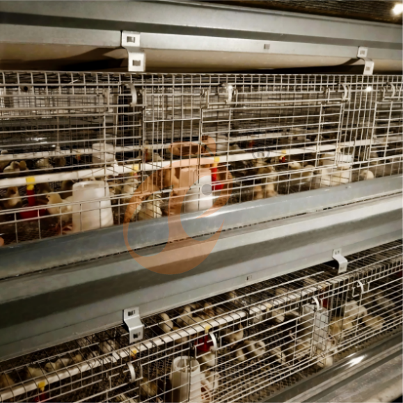 brooder battery cage system (19)
