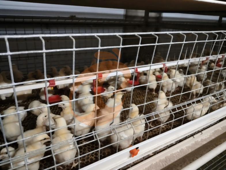 Semi Automatic H Frame Brooder Battery Cage System