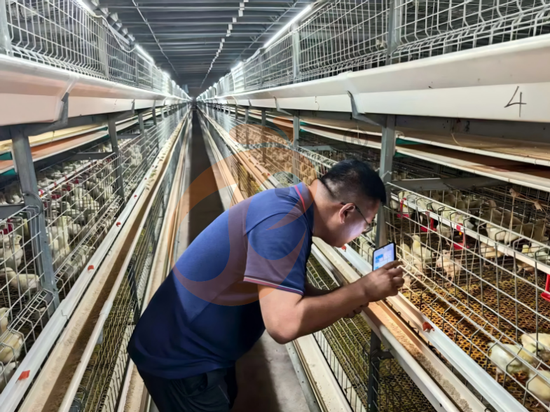 Semi Automatic H Frame Brooder Battery Cage System
