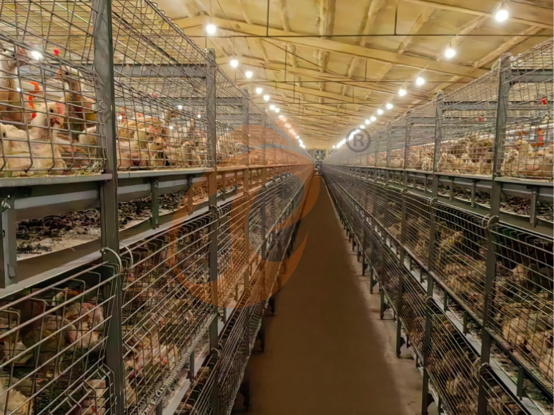 Semi Automatic H Frame Brooder Battery Cage System