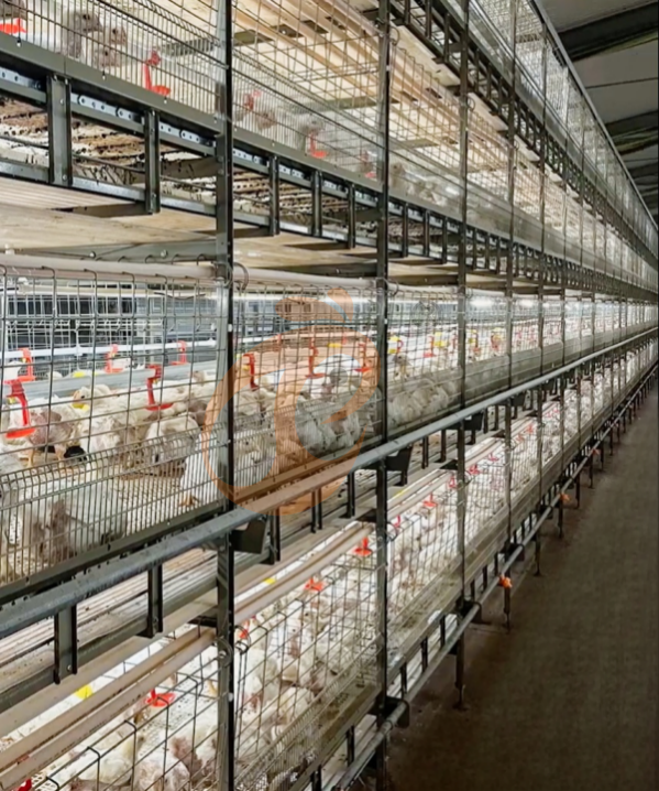 broiler battery cage system with harvest (2)