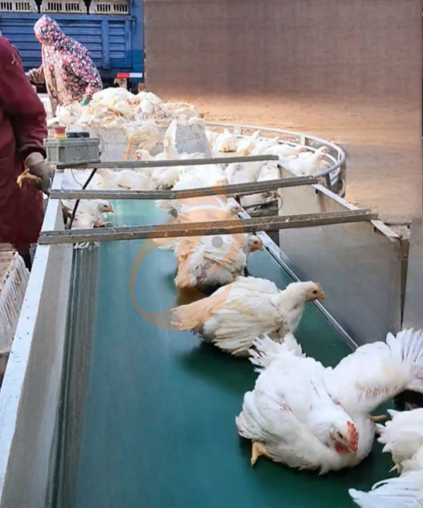 broiler battery cage system with harvest (9)