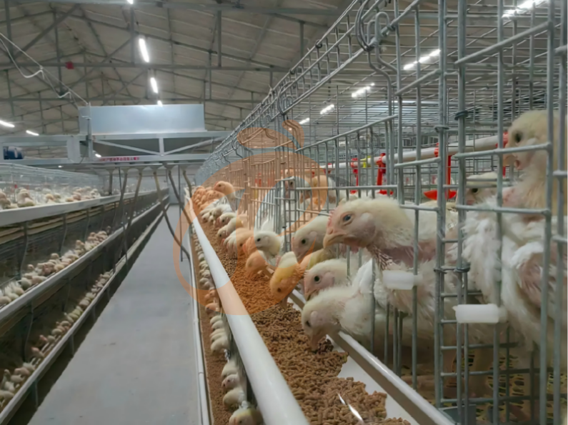 Manual Broiler Harvest, Semi Automatic H Frame Broiler Battery Cage System