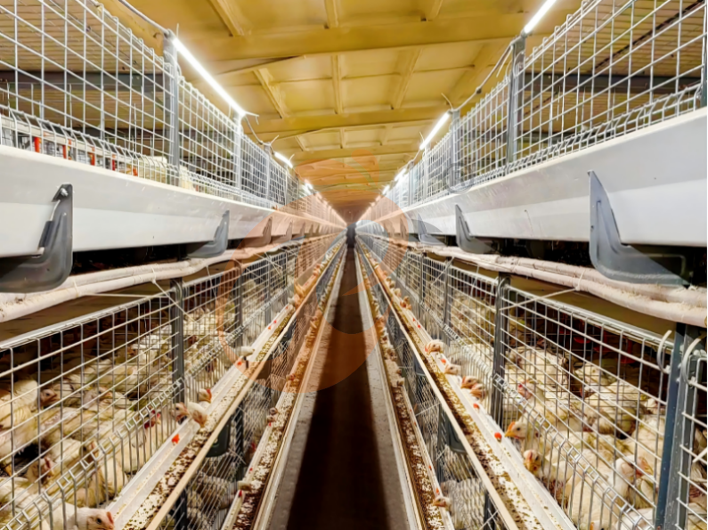 Manual Broiler Harvest, Semi Automatic H Frame Broiler Battery Cage System