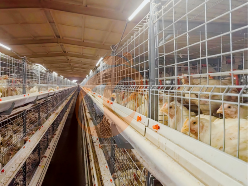 Manual Broiler Harvest, Semi Automatic H Frame Broiler Battery Cage System