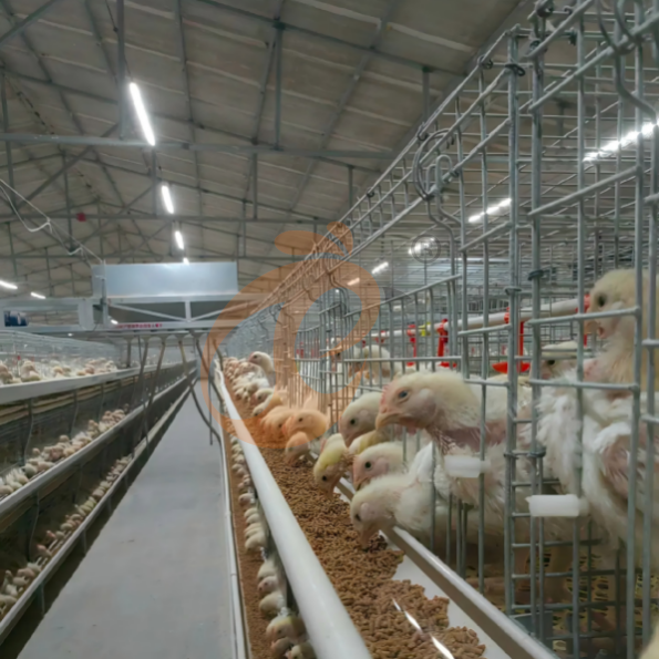 broiler battery cage system (24)
