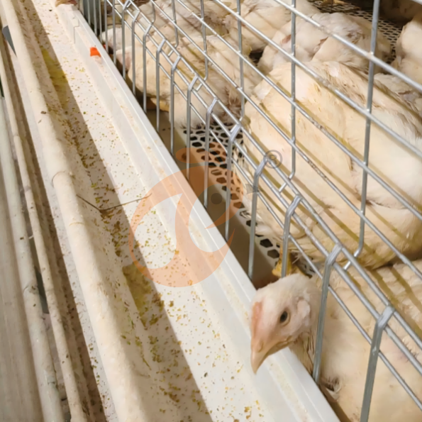 broiler battery cage system (27)