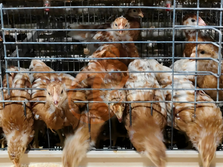 Manual Broiler Harvest, Semi Automatic A Frame Broiler Battery Cage System