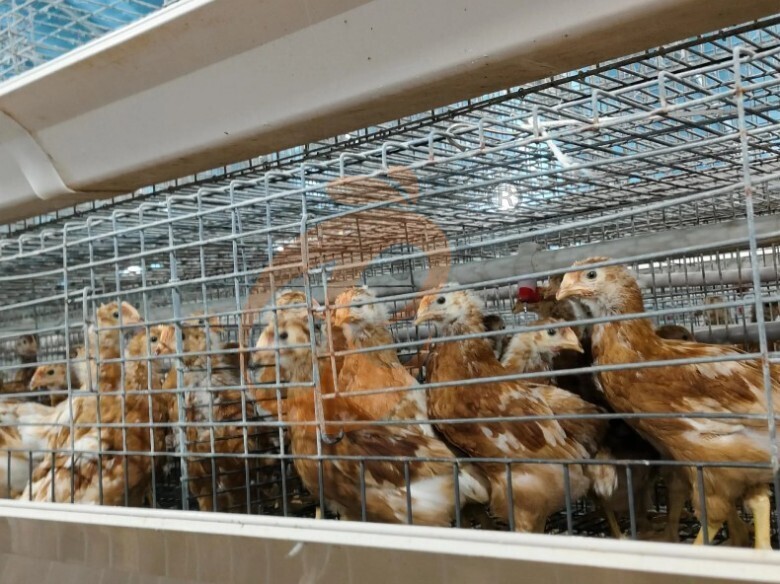 Manual Broiler Harvest, Semi Automatic A Frame Broiler Battery Cage System