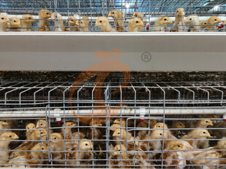 Manual Broiler Harvest, Semi Automatic A Frame Broiler Battery Cage System