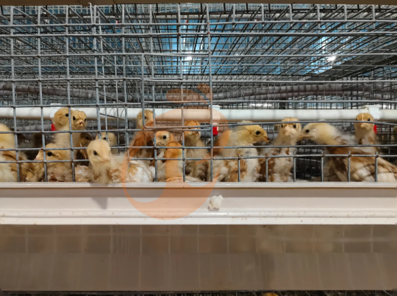 Manual Broiler Harvest, Semi Automatic A Frame Broiler Battery Cage System