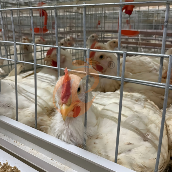 broiler battery cage system (2)