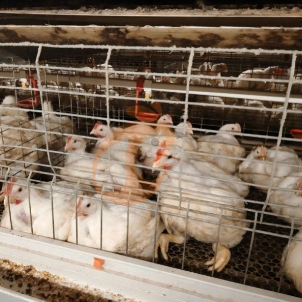 broiler battery cage system (4)