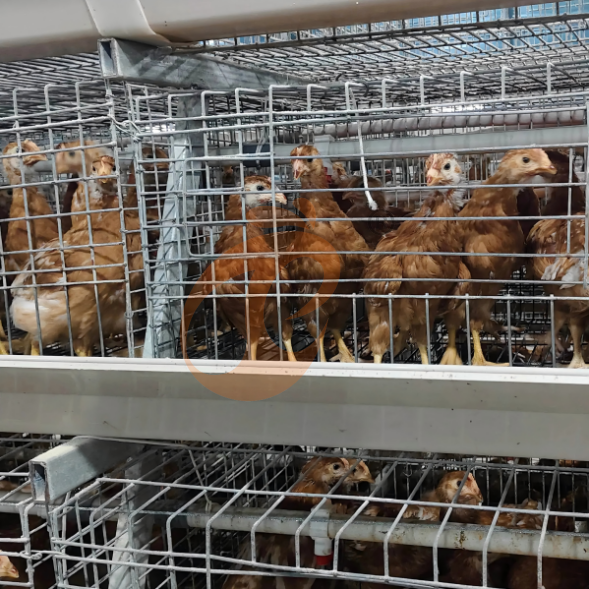 broiler battery cage system (16)