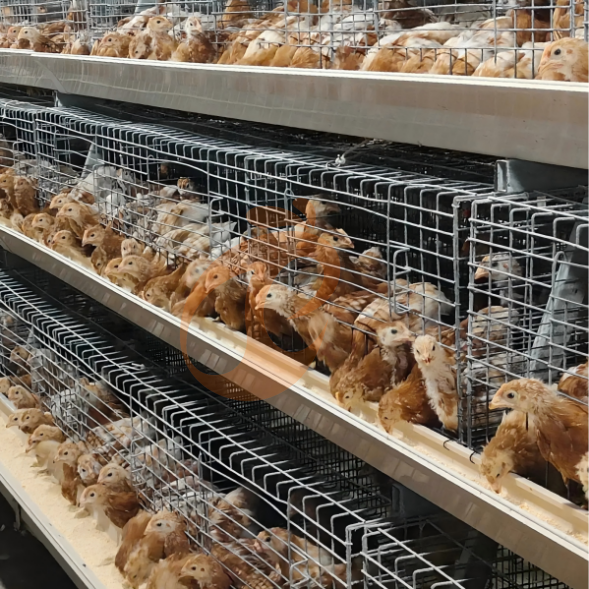 broiler battery cage system (28)