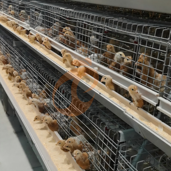 broiler battery cage system (35)