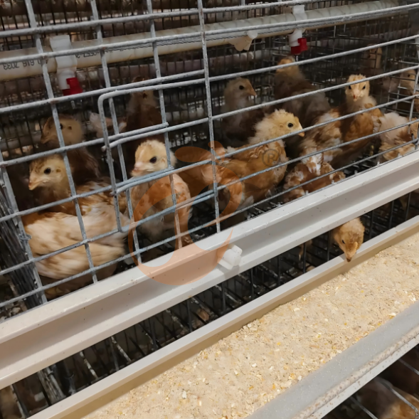 broiler battery cage system (36)