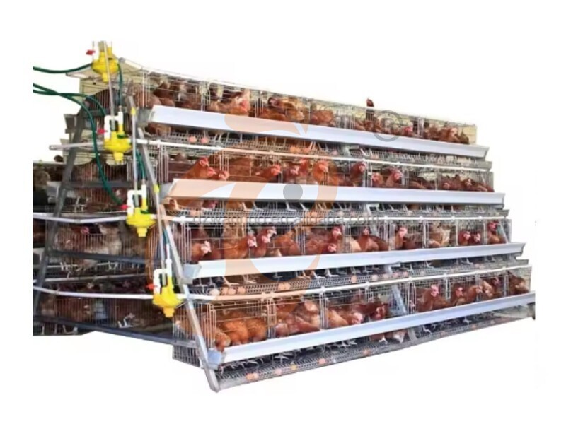 Battery Cage For Layer Solutions: Maximize Egg Production Across 100 To 100,000+ Birds Per House - Vanke (China–Nigeria) Guides
