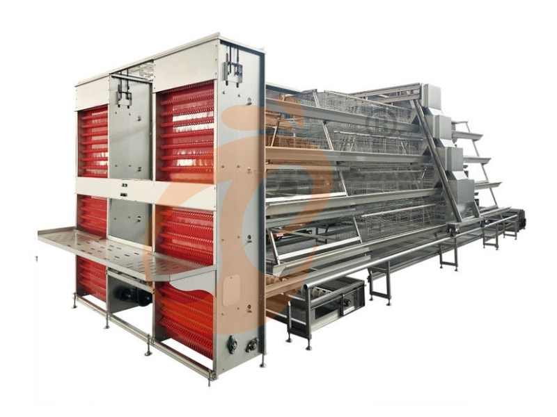 battery cage for layer (11)