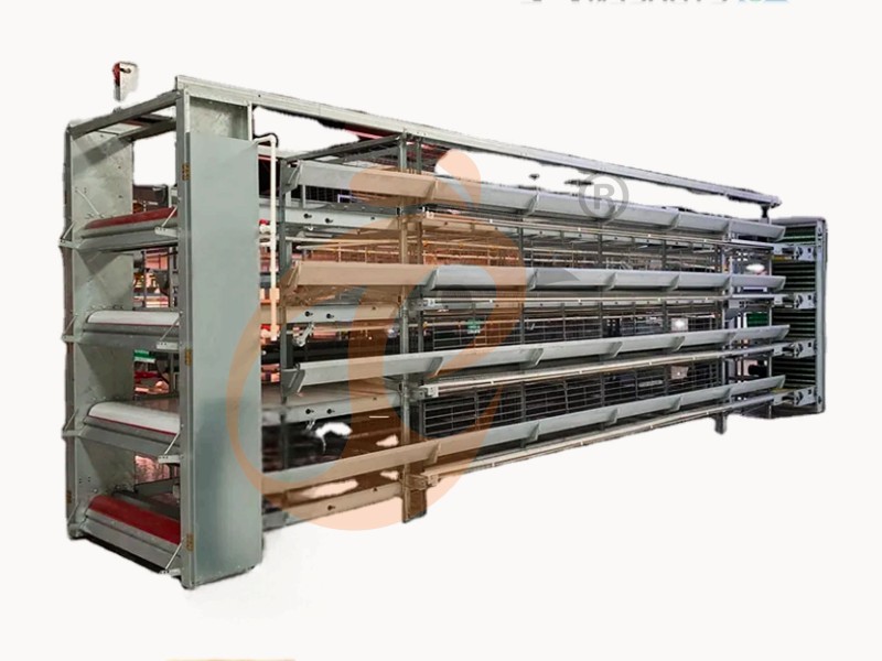 battery cage for layer (12)