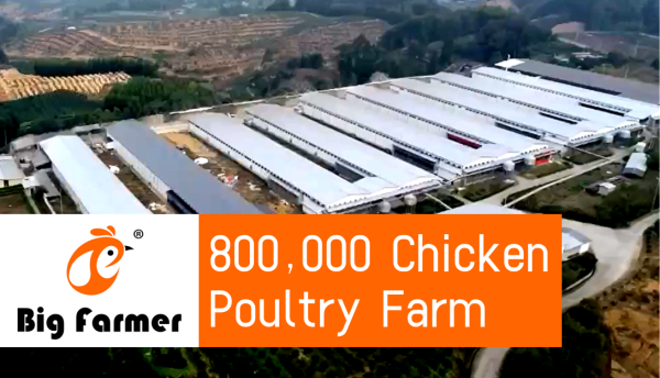 Indonesia 800,000 Layers, 96% Rate Of Egg Production With 6 Tiers Of Automatic Battery Cage System For Layers