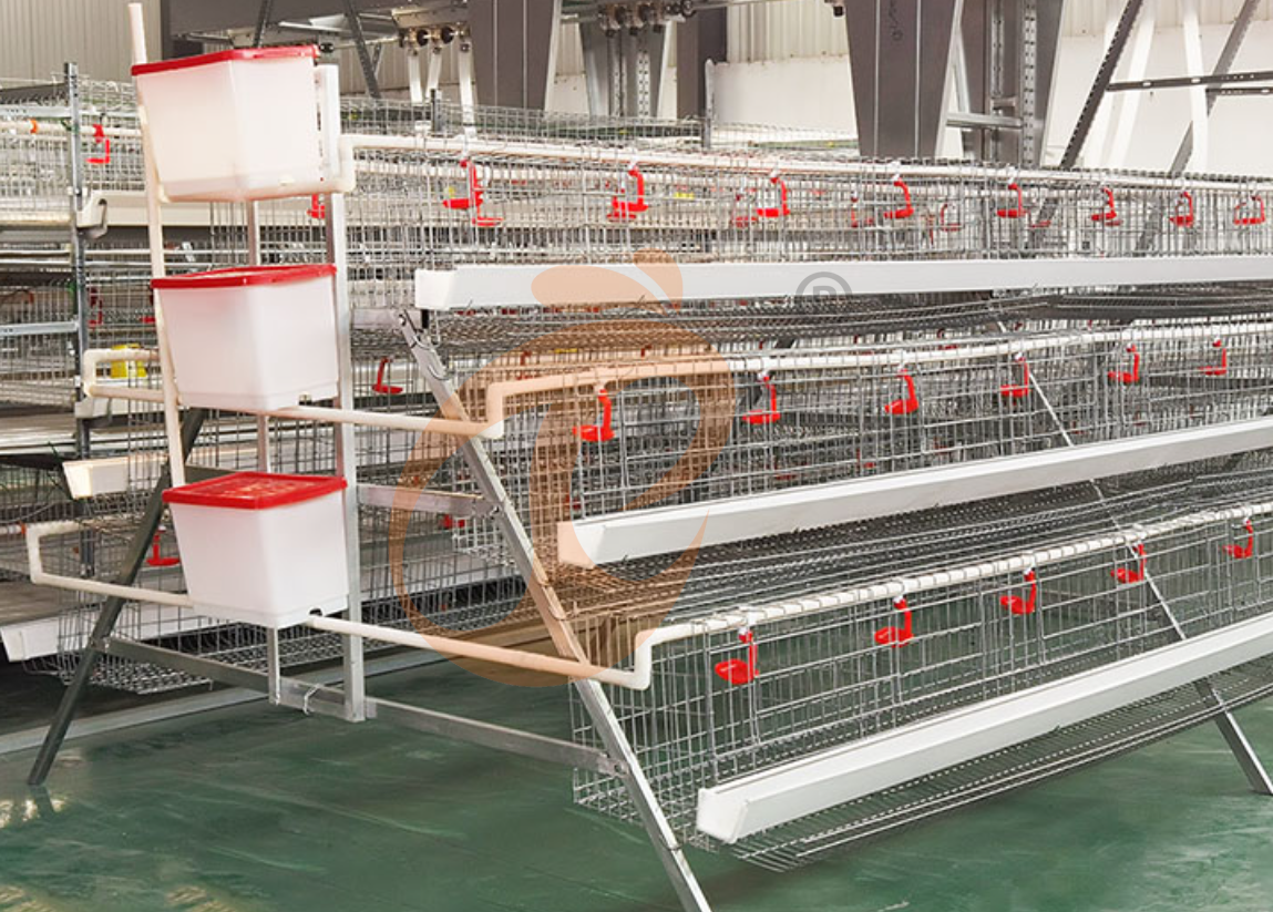 Best Poultry Equipment Solutions And Price Of Layer Farms with 100–20,000 Birds – Taiyu Group Recommended
