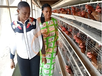 What Ventilation, Lighting And Temperature Controls Are Needed For A Poultry House In Nigeria