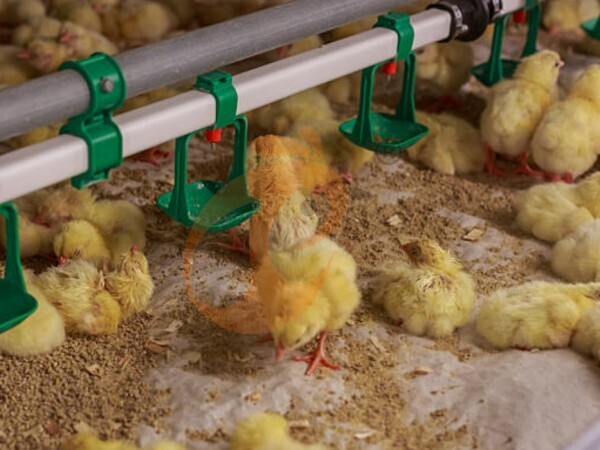 Brooder Deep Litter System