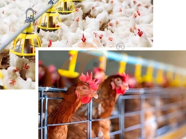 Battery Cage System Vs Deep Litter System