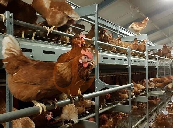 Poultry aviary system