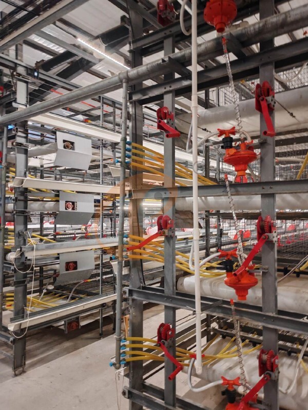 broiler battery cage (1)