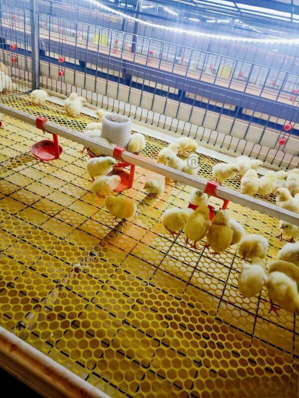 broiler battery cage (3)