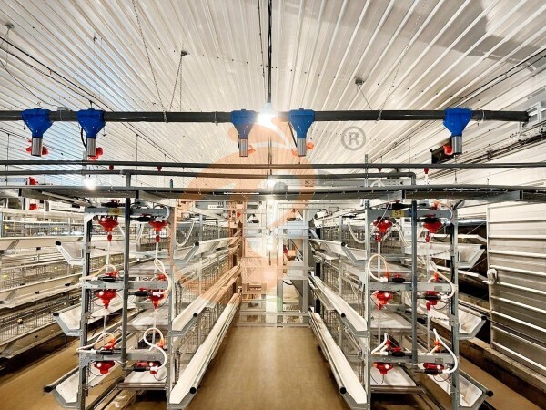 broiler battery cage (4)