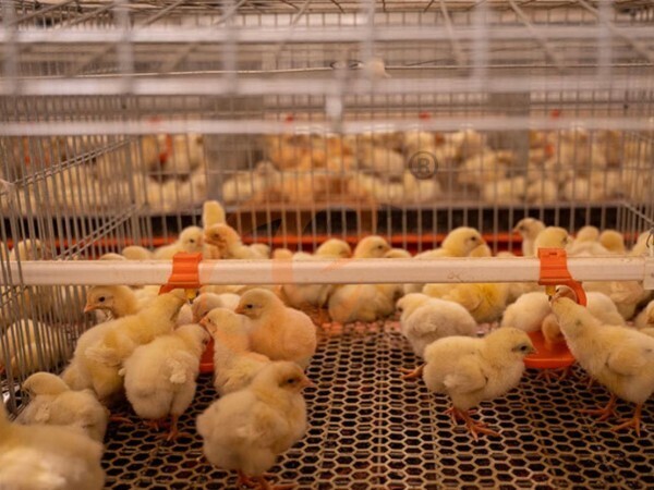 Manual Broiler Harvest Automatic H Frame Broiler Battery Cage System